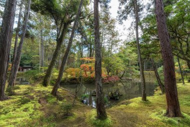Saihoji Kokedera Tapınağı yosun bahçesi ve sonbahar yaprakları manzarası. Japonya 'nın Kyoto kentindeki ünlü UNESCO binası