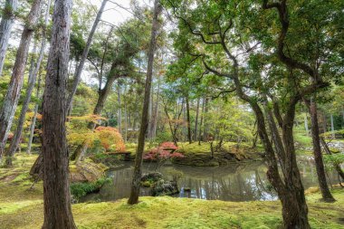 Saihoji Kokedera Tapınağı yosun bahçesi ve sonbahar yaprakları manzarası. Japonya 'nın Kyoto kentindeki ünlü UNESCO binası