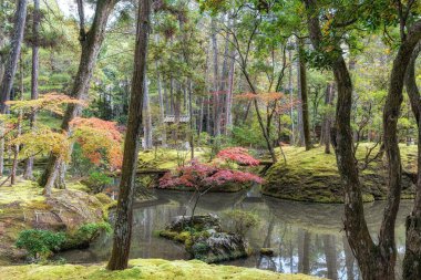 Saihoji Kokedera Tapınağı yosun bahçesi ve sonbahar yaprakları manzarası. Japonya 'nın Kyoto kentindeki ünlü UNESCO binası