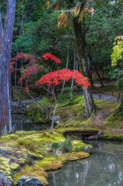 Saihoji Kokedera Tapınağı yosun bahçesi ve sonbahar yaprakları manzarası. Japonya 'nın Kyoto kentindeki ünlü UNESCO binası
