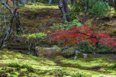 Saihoji Kokedera Temple moss garden and surrounding autumn foliage view. Famous UNESCO building in Kyoto, Japan clipart