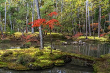 Saihoji Kokedera Tapınağı yosun bahçesi ve sonbahar yaprakları manzarası. Japonya 'nın Kyoto kentindeki ünlü UNESCO binası