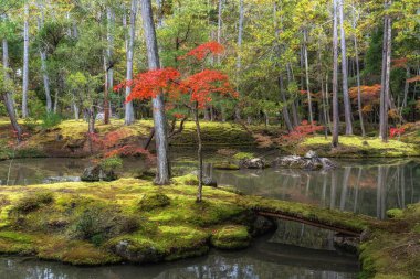 Saihoji Kokedera Tapınağı yosun bahçesi ve sonbahar yaprakları manzarası. Japonya 'nın Kyoto kentindeki ünlü UNESCO binası