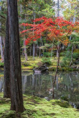 Saihoji Kokedera Temple moss garden and surrounding autumn foliage view. Famous UNESCO building in Kyoto, Japan clipart