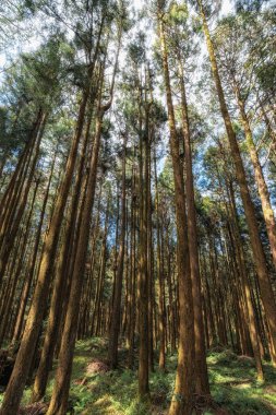 Alishan Ulusal Parkı 'ndaki Tashan Yolu uzun selvi ağaçlarıyla çevrili. Tayvan 'daki ünlü seyahat yeri.