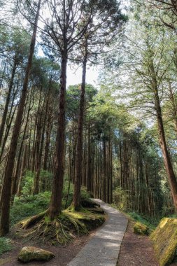 Alishan Ulusal Parkı 'ndaki Tashan Yolu uzun selvi ağaçlarıyla çevrili. Tayvan 'daki ünlü seyahat yeri.