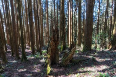 Alishan Ulusal Parkı 'ndaki Tashan Yolu uzun selvi ağaçlarıyla çevrili. Tayvan 'daki ünlü seyahat yeri.