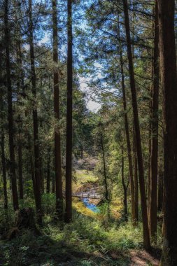 Alishan Ulusal Parkı 'ndaki Tashan Yolu uzun selvi ağaçlarıyla çevrili. Tayvan 'daki ünlü seyahat yeri.