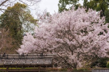 Bahar mevsiminde Nara 'da sakura ya da kiraz çiçekleri açar. Japonya, Nara 'da çekildi.