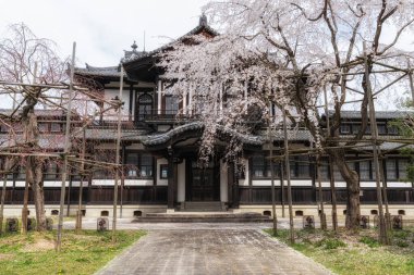 Bahar mevsiminde Nara 'da sakura ya da kiraz çiçekleri açar. Japonya, Nara 'da çekildi.