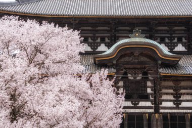 Japonya, Nara 'daki Todaiji tapınağında çiçek açan Sakura ya da kiraz çiçekleri