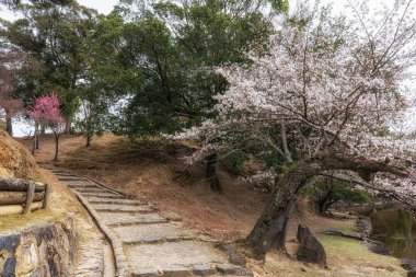 Bahar mevsiminde Nara 'da sakura ya da kiraz çiçekleri açar. Japonya, Nara 'da çekildi.