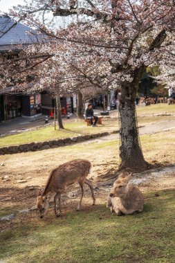 Nara geyikleri ve sakura ya da kiraz çiçekleri Japonya 'nın Nara şehrinde bahar mevsiminde çekilmiş.