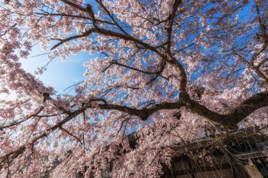 Bahar mevsiminde Nara 'da sakura ya da kiraz çiçekleri açar. Japonya, Nara 'da çekildi.