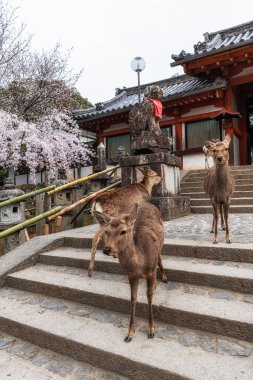 Nara geyikleri ve sakura ya da kiraz çiçekleri Japonya 'nın Nara şehrinde bahar mevsiminde çekilmiş.