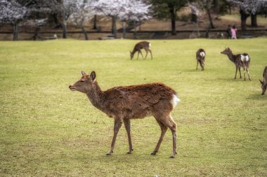 Nara geyikleri ve sakura ya da kiraz çiçekleri Japonya 'nın Nara şehrinde bahar mevsiminde çekilmiş.