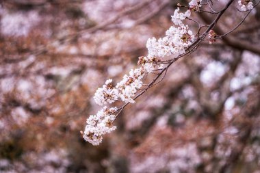 Bahar mevsiminde Nara 'da sakura ya da kiraz çiçekleri açar. Japonya, Nara 'da çekildi.