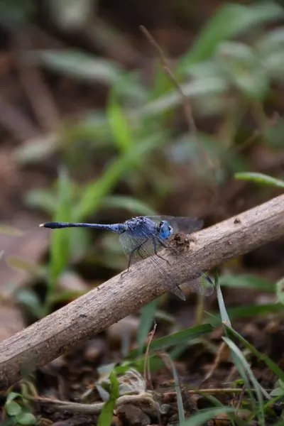 Çayırdaki yusufçuk, mavi yusufçuk