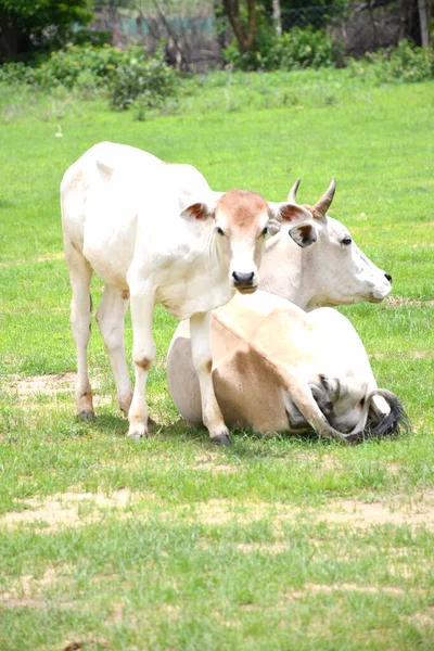 Çayırdaki bir grup genç inek..