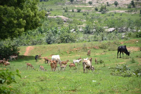 İnekler yeşil alanda