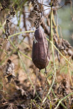 Eski bir ağaç dalında kahverengi ve siyah bir salyangozun dikey yakın çekimi.