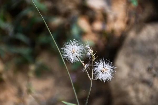 Açık havada yetişen güzel çiçeklerin yakın görüntüsü