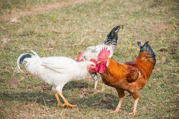 Bahçedeki beyaz tavuk