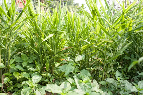 Bahçede taze yeşil mısır.
