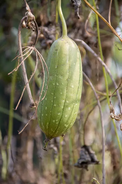 Bahçede yeşil balkabağı