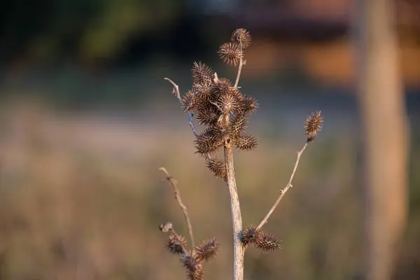 Kuru bitki akşam güneşinde tarlada