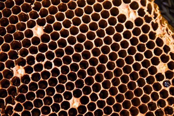 Bal peteği çerçevesi Arı kovanında bal ve ahşap bir tahta üzerinde.