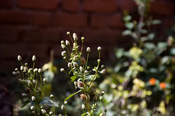 Güzel botanik fotoğrafı, doğal duvar kağıdı.