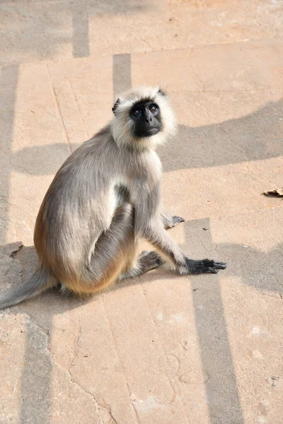 Hayvanat bahçesindeki maymun