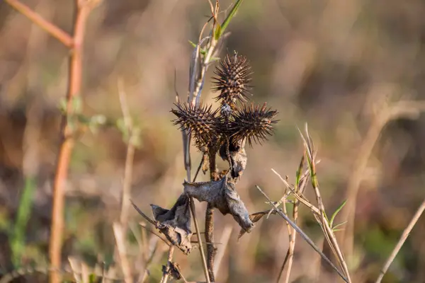 Cocklebur tohumu. Yaygın koklaburlar çiçekten sonra dikenli meyveler eklerler ve hayvan ve insan kıyafetlerine yapışırlar. Tohumlar tıbbi.