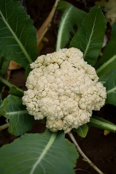 Bahçede taze organik karnabahar