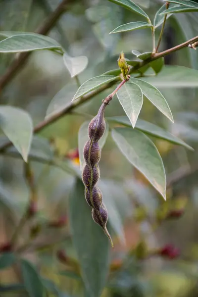 Bahçede yeşil yapraklar