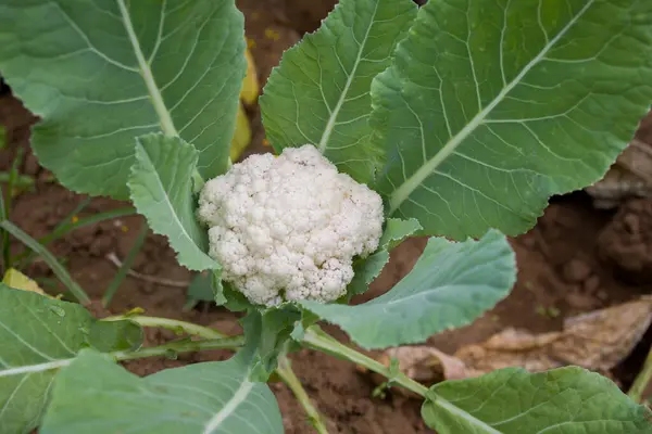 beyaz karnabahar doğada