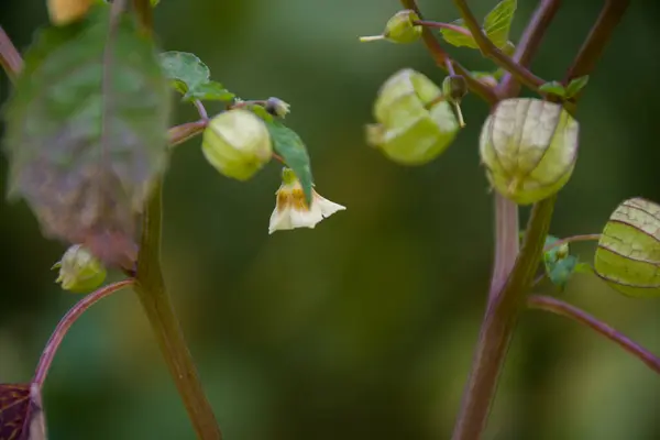 Güzel botanik fotoğrafı, doğal duvar kağıdı.