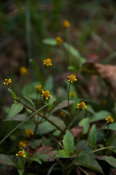 Bahçedeki bir çiçeğe yaklaş