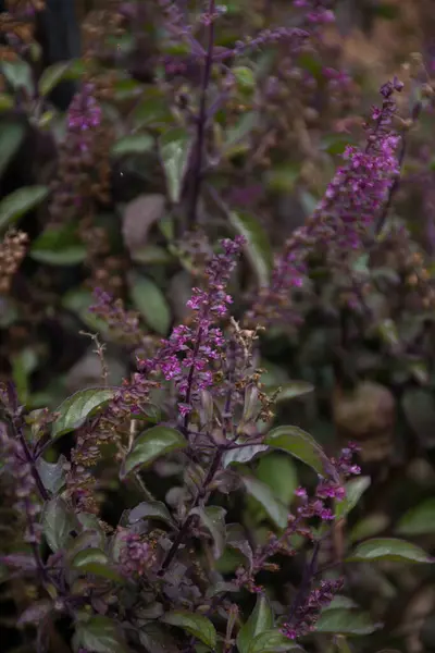 Güzel botanik fotoğrafı, doğal duvar kağıdı.