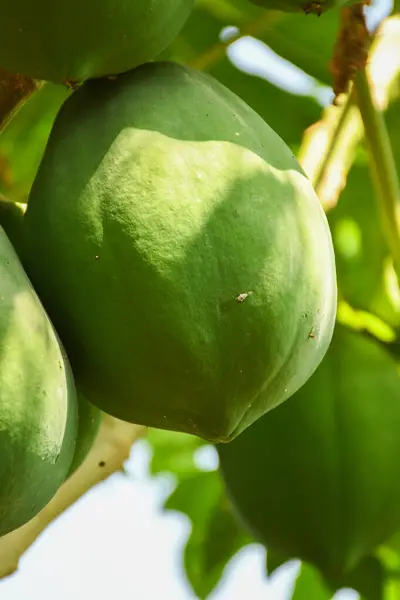 Ağaçta yeşil papaya meyvesi