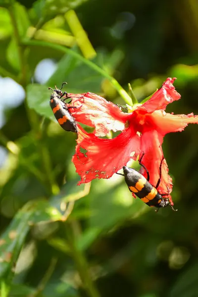 Kırmızı ve siyah kabarcık böceği kırmızı amber çiçeğini yer, aynı zamanda İspanyol sineği veya Cantharis vesicatoria olarak da bilinir.
