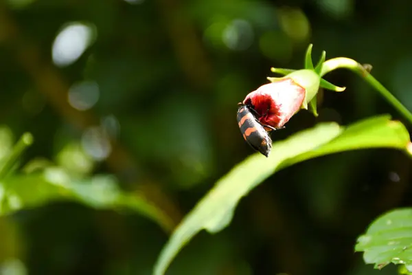 Kırmızı ve siyah kabarcık böceği kırmızı amber çiçeğini yer, aynı zamanda İspanyol sineği veya Cantharis vesicatoria olarak da bilinir.