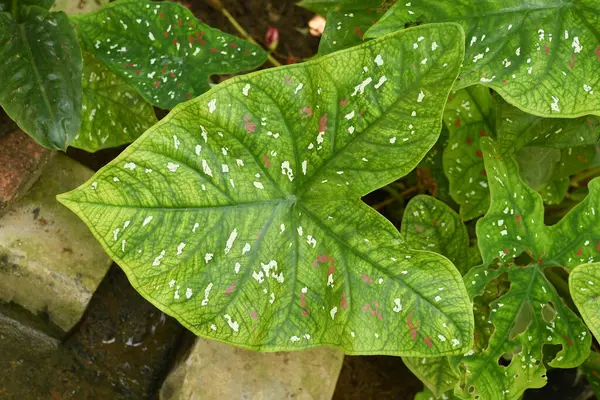 Kapalı renkli Kuchu yaprağı Hint Caladium iki renkli gül, fil kulağı, İsa 'nın kalbi, açı kanatları, üç renkli yapraklar Araceae, tropikal, kaladyum taro yaprakları, beyaz kırmızı noktalar, Splendens kırmızı taro