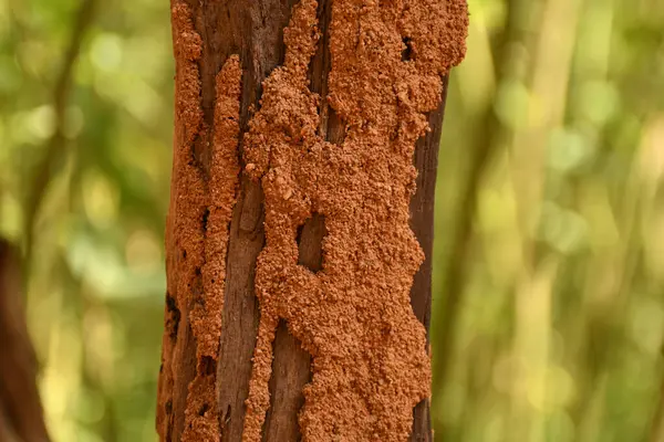 Kapalı renkli Kuchu yaprağı Hint Caladium iki renkli gül, fil kulağı, İsa 'nın kalbi, açı kanatları, üç renkli yapraklar Araceae, tropikal, kaladyum taro yaprakları, beyaz kırmızı noktalar, Splendens kırmızı taro