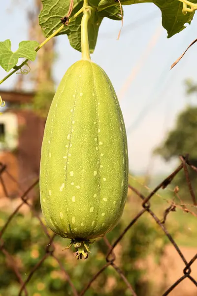 Sünger kabağı (Luffaaegyptiaca) familyası Cucurbitaceae, Loofah, Luffa, Bulaşık bezi kabağı, Açı su kabağı. Gilki ve Turai Hindistan 'da en yaygın kullanılan sünger kabağı adıdır.