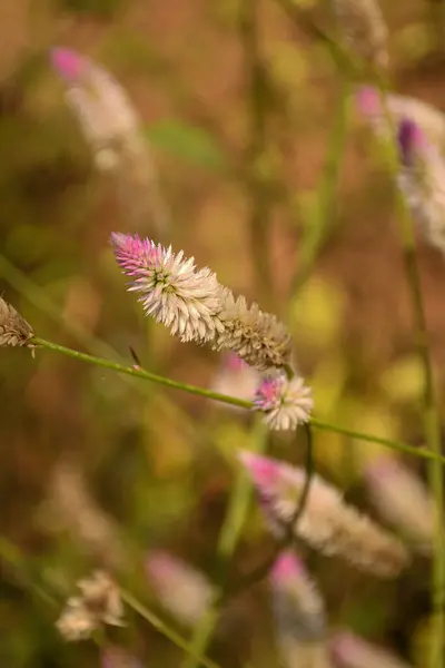Celosia argentea, Amaranthaceae familyasından tropikal bir bitki türü..