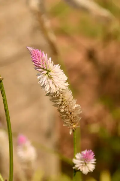 Celosia argentea, Amaranthaceae familyasından tropikal bir bitki türü..