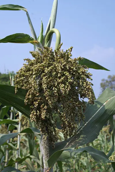 Sorghum bicolor. Sorghum tarım alanı. Bitki ayrıca büyük darı, süpürge, mısır, durra, imhee, jowar veya milo olarak da bilinir..