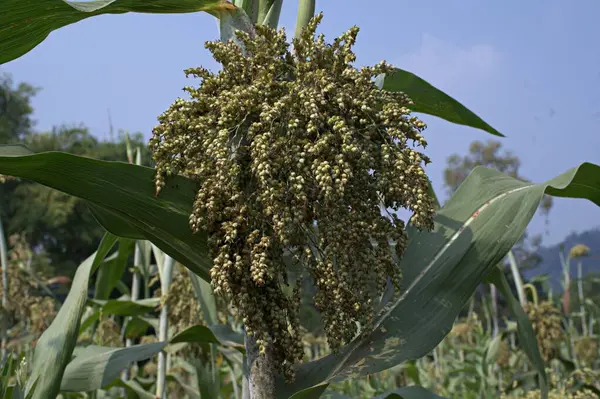 Sorghum bicolor. Sorghum tarım alanı. Bitki ayrıca büyük darı, süpürge, mısır, durra, imhee, jowar veya milo olarak da bilinir..